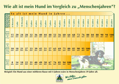 Alter des Hundes im Vergleich zu Menschenjahren Alter des Hundes im Vergleich zu Menschenjahren