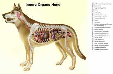 Anatomie des Hundes