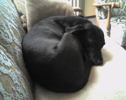 Klicken Sie um das Orignialbild zu erhalten Unser Hund - auf der Couch