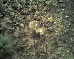 Klicken Sie um das Originalbild zu erhalten. Die Natur erwacht wieder - Bild 3