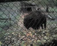 Bison im Tierpark