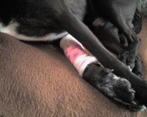 Gerry mit Verband