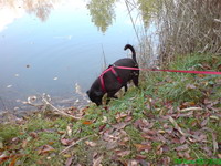 Unser Hund Gerry in Aktion