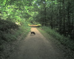 Klicken Sie um das Originalbild zu erhalten. Gerry im Wald - Bild 1