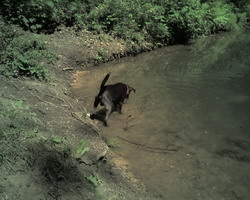 Klicken Sie um das Originalbild zu erhalten. Gerry beim Baden