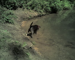 Gerry beim Baden