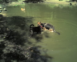 Klicken Sie um das Originalbild zu erhalten. Gerry beim Baden - Bild 2