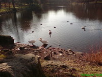 Der Gutsweiher in Neunkirchen-Furpach