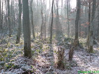 Urwald vor den Toren der Stadt Bild 1