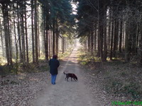 Urwald vor den Toren der Stadt Bild 2