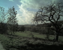 Bäume im Herbst