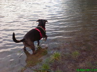 Gerry am Weiher Bild 2