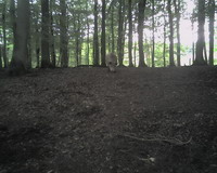 Gehege der Wildschweine Bild 2