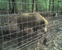 Gehege der Wildschweine Bild 3