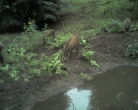 Gehege der Wildschweine Bild 5