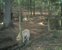 Arktiswolf Bild 4