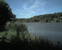 Niederwürzbacher Weiher Bild 2